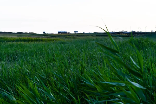 Pastviny Peter Ording — Stock fotografie