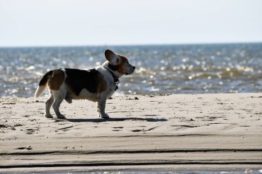 Beagle, St. Peter Ording 'de rüzgardan kulak kesiliyor.