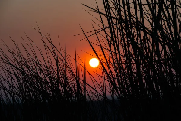 Sonnenuntergang Peter Ording Mit Dünengräsern — Stockfoto