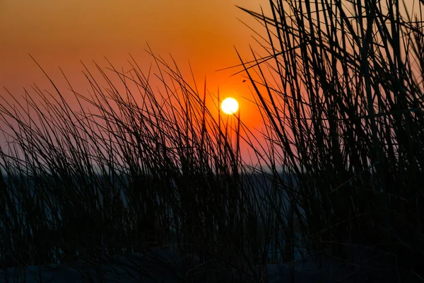 Puesta Sol San Pedro Ording Con Hierbas Dunas — Foto de Stock