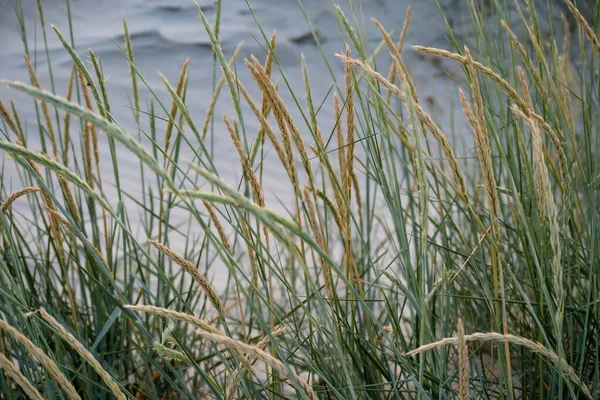 Dünengräser Mit Weißem Sand — Stockfoto