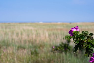 Aziz Peter Tarikatı 'nın fundalığıyla pembe patates gülü