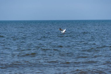 St. Peter-Ording 'de Kuzey Denizi' ne martı dalışı
