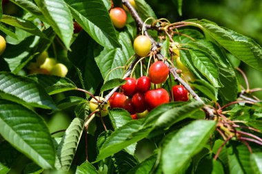 Büyüyen kirazlar bir dala tutunur