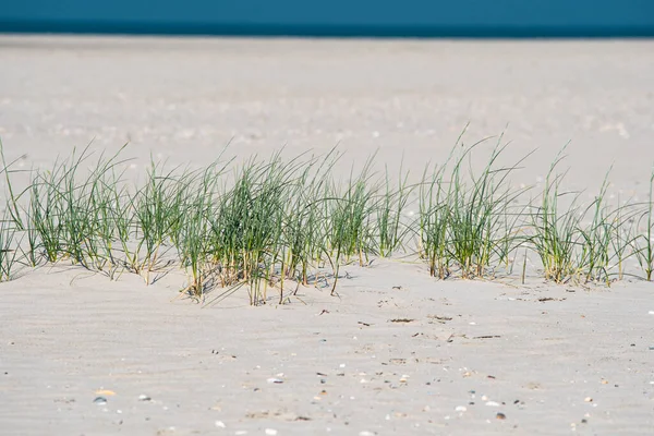 Strandlandschaft Auf Peter Ording Mit Der Nordsee Hintergrund — Stockfoto