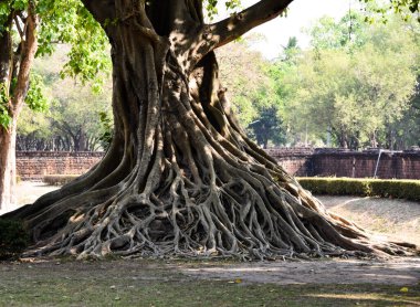 Büyük bir ağacın kökü.