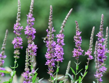 Bir arı pembe bir çiçeğe oturur.