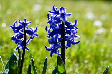 Güneşle aydınlanan güzel mavi sümbüller.
