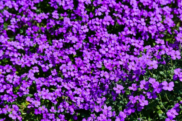 Beautiful Purple Flowers Garden — Stock Photo, Image