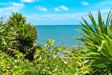 Karayipler ve Tulum 'daki bitkilerin manzarası harika.