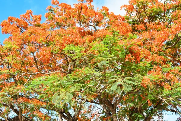 A flame tree with red flowers in Mexico