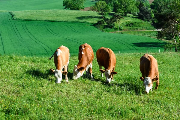 在埃菲尔河的一片茂密的草地上 四头奶牛正在吃草 — 图库照片