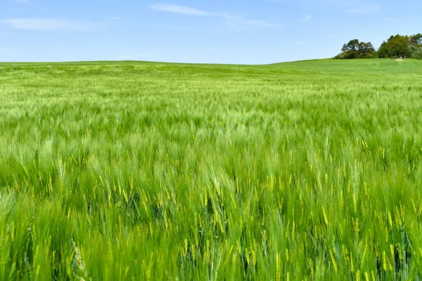Красивое Зерновое Поле Айфеле — стоковое фото