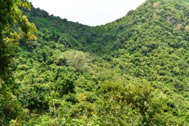 Ang Tanga Denizci Parkı 'ndaki bir adada nefes kesici orman manzarası.