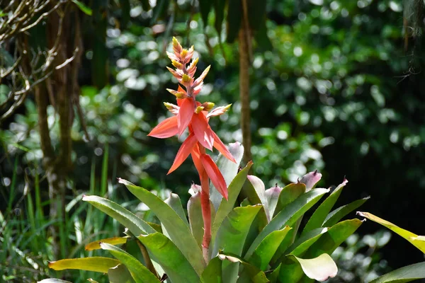 Prachtige Cactus Bloem Jungle Van Samui — Stockfoto