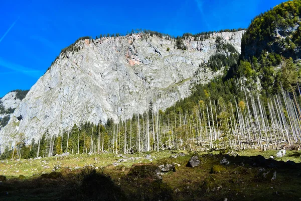 Abgestorbene Bäume Nationalpark Berchtesgaden — Stockfoto