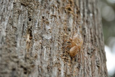 Kabuğu soyulmuş ağustos böceği derisi.