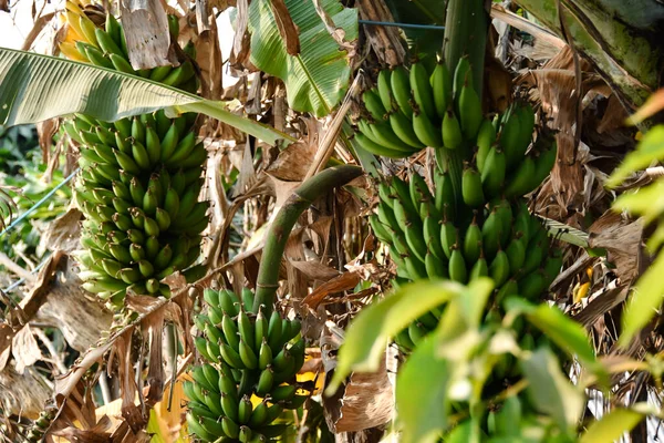 Banana trees with fresh green bananas on them