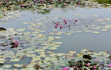 Pembe nilüferlerle dolu küçük bir gölet