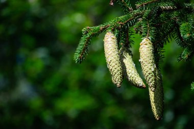 Genç yeşil çam kozalakları reçinedir.