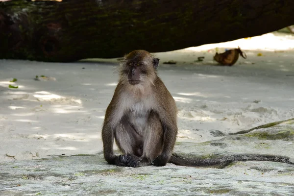 Una Scimmia Guarda Dintorni Koh Phi Phi — Foto Stock