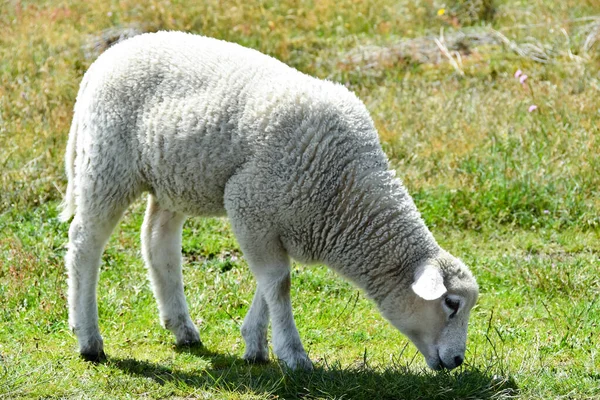 Egy Birka Egy Legelőn Sylt — Stock Fotó