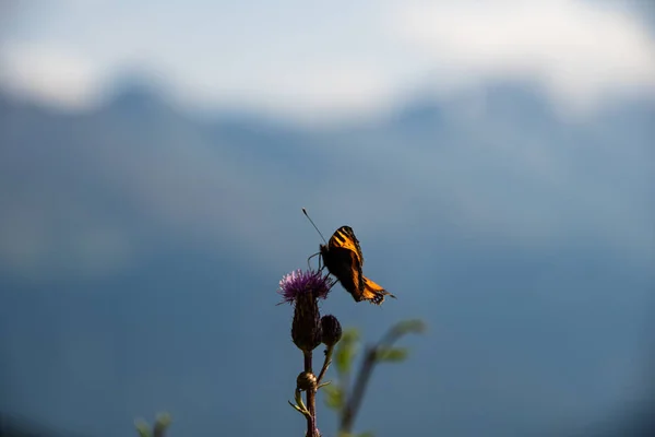 Una Mariposa Sienta Flor Cardo — Foto de Stock