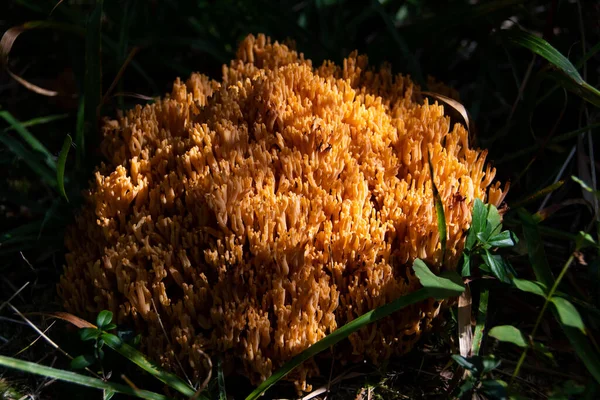 Ein Goldgelber Korallenpilz Der Abendsonne — Stockfoto