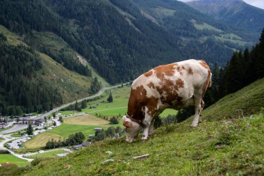 Soldaki dağlarda benzer sığırlar ünlü Grossglockner Yüksek Alp Yolu 'nun girişini görebilirsiniz.