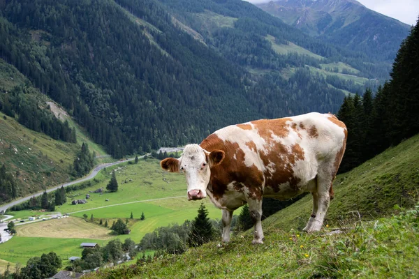 Simmental Vee Oostenrijkse Alpen Kijkt Camera — Stockfoto