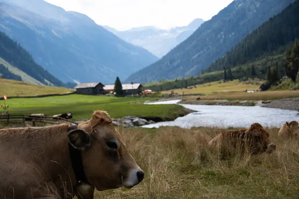 他们脖子上挂着一个铃铛 在高山景观前的褐色瑞士 — 图库照片