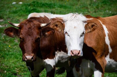 Boynuzlu iki sığırın yüzleri