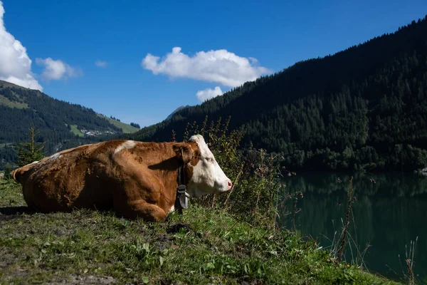 奶牛躺在Durlassboden水库前的牧场上 — 图库照片