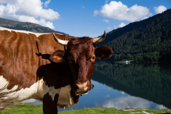 Primer Plano Ganado Simmental Con Cuernos Buen Tiempo Frente Embalse —  Fotos de Stock