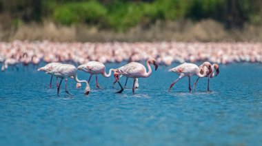 Navi Mumbai 'nin sulak alanlarında sığ sularda duran binlerce pembe göçmen flamingo. Flamingolar yiyeceklerini buluyorlar. Seçici Odaklanma.