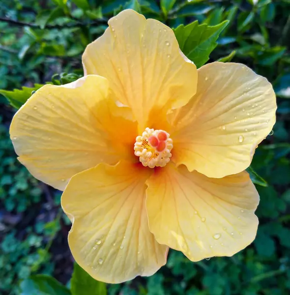 Flor Hibisco Amarelo Flor Cheia Com Gotas Água Jardim Vista — Fotografia de Stock