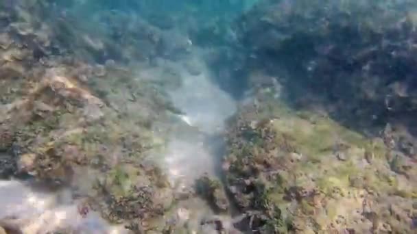 Paysage marin sous-marin composé de coraux mous, plantes, petits poissons, bulles d'eau, dans de bonnes conditions d'éclairage.