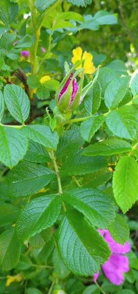 Natura Wiosną Latem Młode Szyszki Sosnowe Mniszek Lekarski Makrofotografii Jezioro — Zdjęcie stockowe