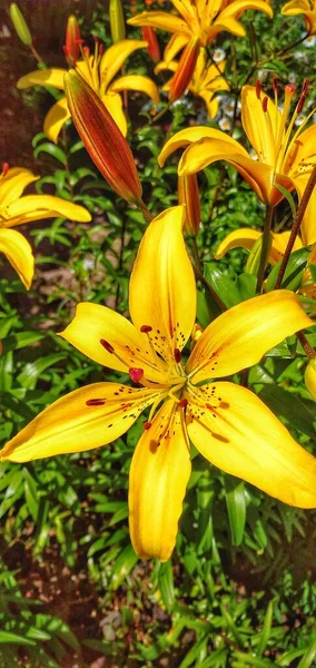 Flores Lily Natureza Groselha Branca Groselha Vermelha Hortelã Melissa Natureza — Fotografia de Stock