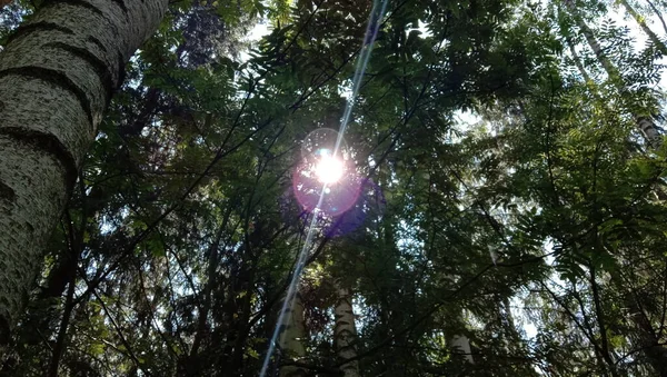 Den Wald Gehen Ist Eine Großartige Möglichkeit Sich Entspannen Sonne — Stockfoto