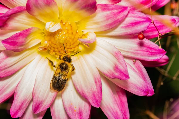 Biene Auf Chrysanthemenblüte — Stockfoto