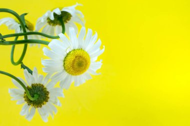 canlı sarı bir zemin üzerinde bir damla çiğ tanecikli papatyalar kopya alanı ile