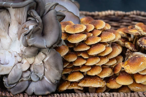 Bir sepet dolusu kestane ya da Pholiota Adiposa mantarı. Mavi Oyster ya da Pleurotus Ostreatus mantarı.
