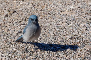 Meksikalı Jay ya da Aphelocoma Wollweberi güneydoğu Arizona 'daki küçük çakıl patikasına gölge düşürüyor.