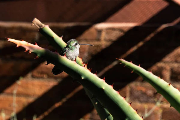 Tucson Nov 2019 Colibri Vert Perché Sur Cactus Dans Volière — Photo