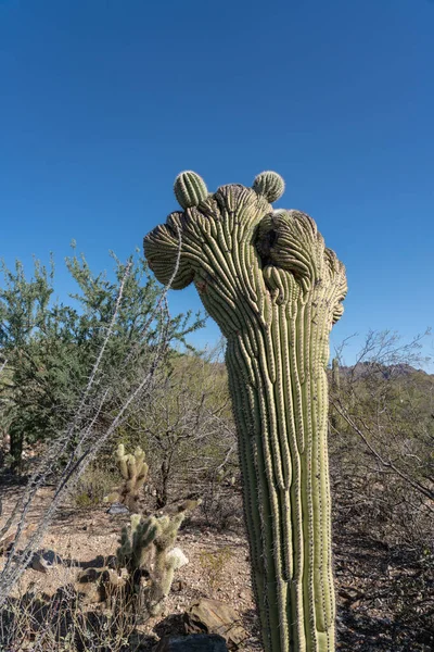 Young Crested Saguaro Cactus Cristate Carnegiea Gigantea Desert Blue Sky — Stock Photo, Image