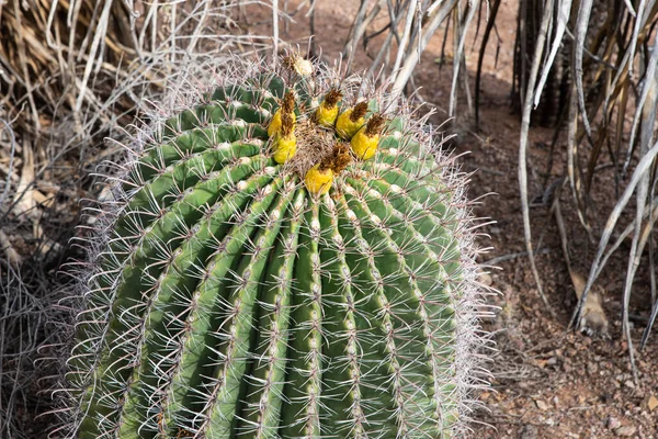 Fishhok Barrel Cactus Lub Ferocactus Wislizeni Pochodzi Południowo Zachodnich Stanów — Zdjęcie stockowe