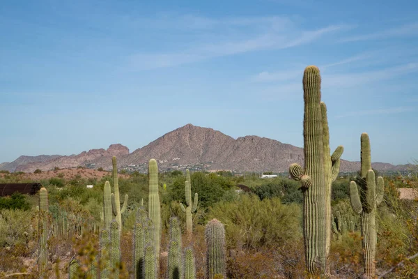 Desert vegetation in the Phoenix Arizona area with Camelback Mountain in the distance