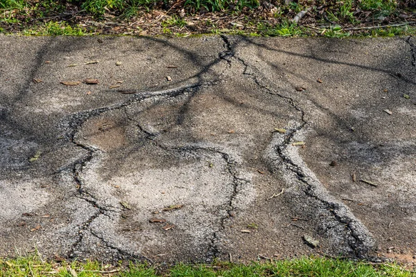 asfalt ağaç kökleri yüzünden hasar görmüş.
