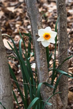 İlkbaharda ormandaki bir ağacın dibinde tek bir beyaz nergis ya da narsis.